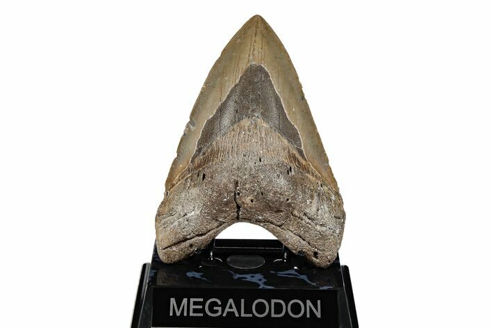 Bargain, 5.22" Fossil Megalodon Tooth - North Carolina